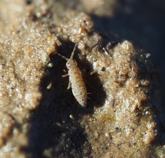 Isotomurus palustris