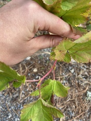 Physocarpus opulifolius