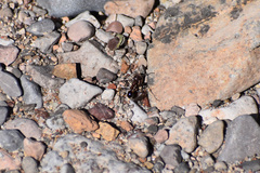 Novomessor albisetosus