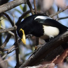 Pica nuttalli