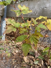 Physocarpus opulifolius