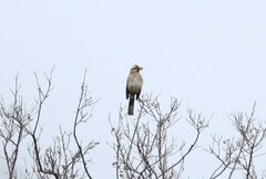 Mimus thenca