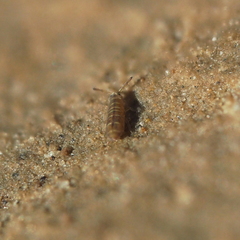 Isotomurus palustris