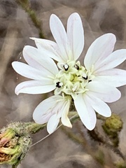 Hemizonia congesta luzulifolia