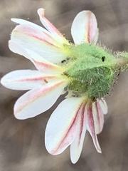 Hemizonia congesta luzulifolia