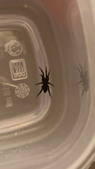 Herpyllus ecclesiasticus