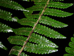 Cyathea surinamensis