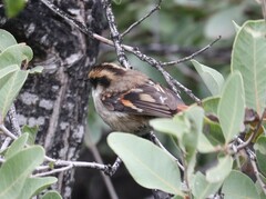 Aphrastura spinicauda