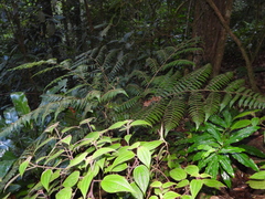 Cyathea surinamensis