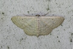 Scopula benitaria