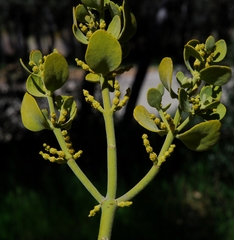 Phoradendron macrophyllum
