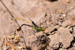 Phaedrotettix