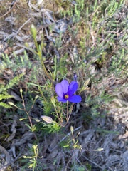 Cheiranthera linearis