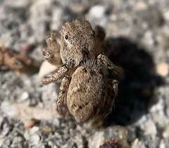 Habronattus texanus