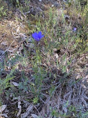 Cheiranthera linearis
