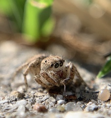 Habronattus texanus