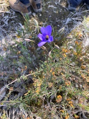 Cheiranthera linearis