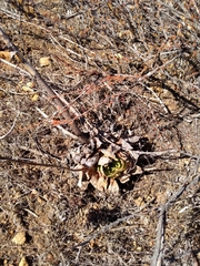 Dudleya brittonii