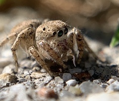 Habronattus texanus