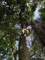 Tabebuia cassinoides