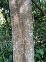 Tabebuia cassinoides