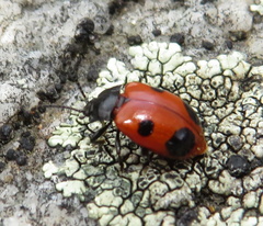 Endomychus biguttatus