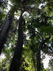 Tabebuia cassinoides