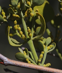 Phoradendron macrophyllum