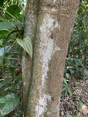 Tabebuia cassinoides