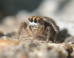 Habronattus texanus