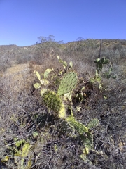 Opuntia littoralis