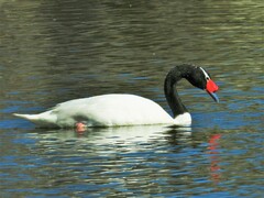 Cygnus melancoryphus