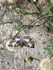 Chiomara georgina