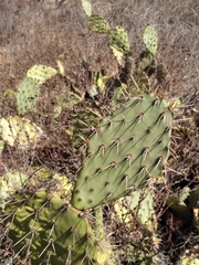 Opuntia littoralis