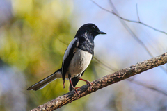 Copsychus albospecularis