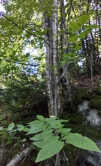 Betula alleghaniensis