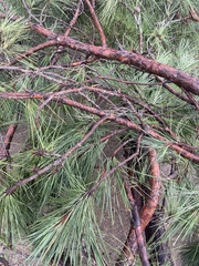 Pinus palustris