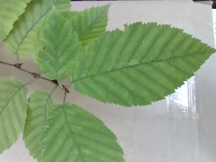 Betula alleghaniensis