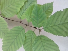 Betula alleghaniensis