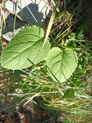 Campanula rapunculoides