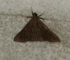 Renia discoloralis