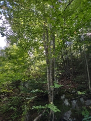 Betula alleghaniensis