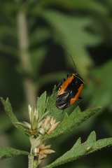 Neocapsus