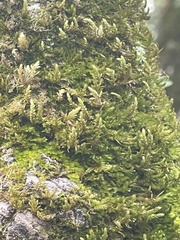 Homalothecium nuttallii