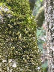 Homalothecium nuttallii