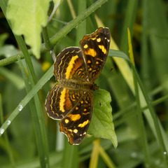 Anthanassa drusilla