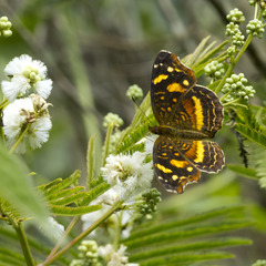 Anthanassa drusilla