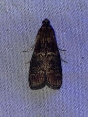 Euzophera ostricolorella