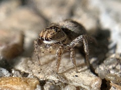 Habronattus texanus