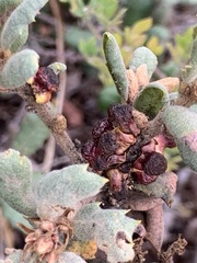 Disholcaspis prehensa